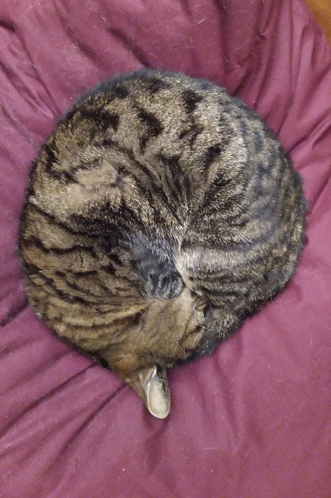 クッションの上で体をまるめて眠るキジトラ猫
