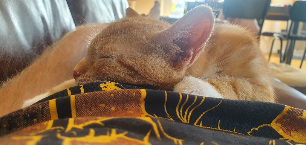 猫の寒さ対策ガイド：寒がりのサインと、冬の部屋づくり7つのコツ