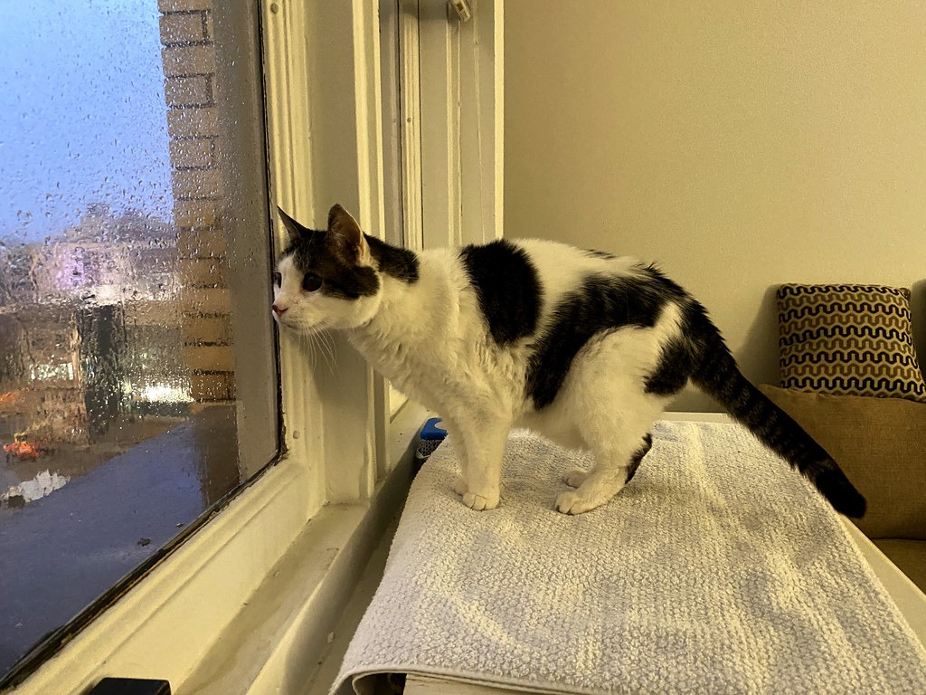 雨の日の窓辺で外を見る白黒の猫