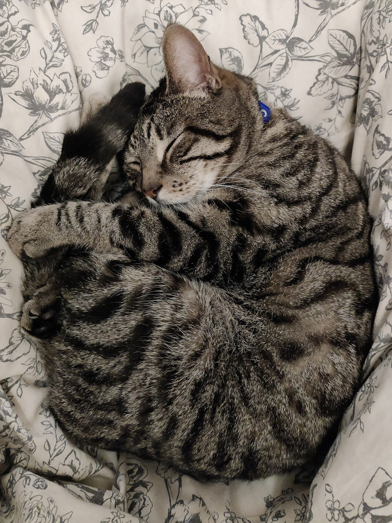 しっぽを抱えるように丸くなって眠るキジトラ猫