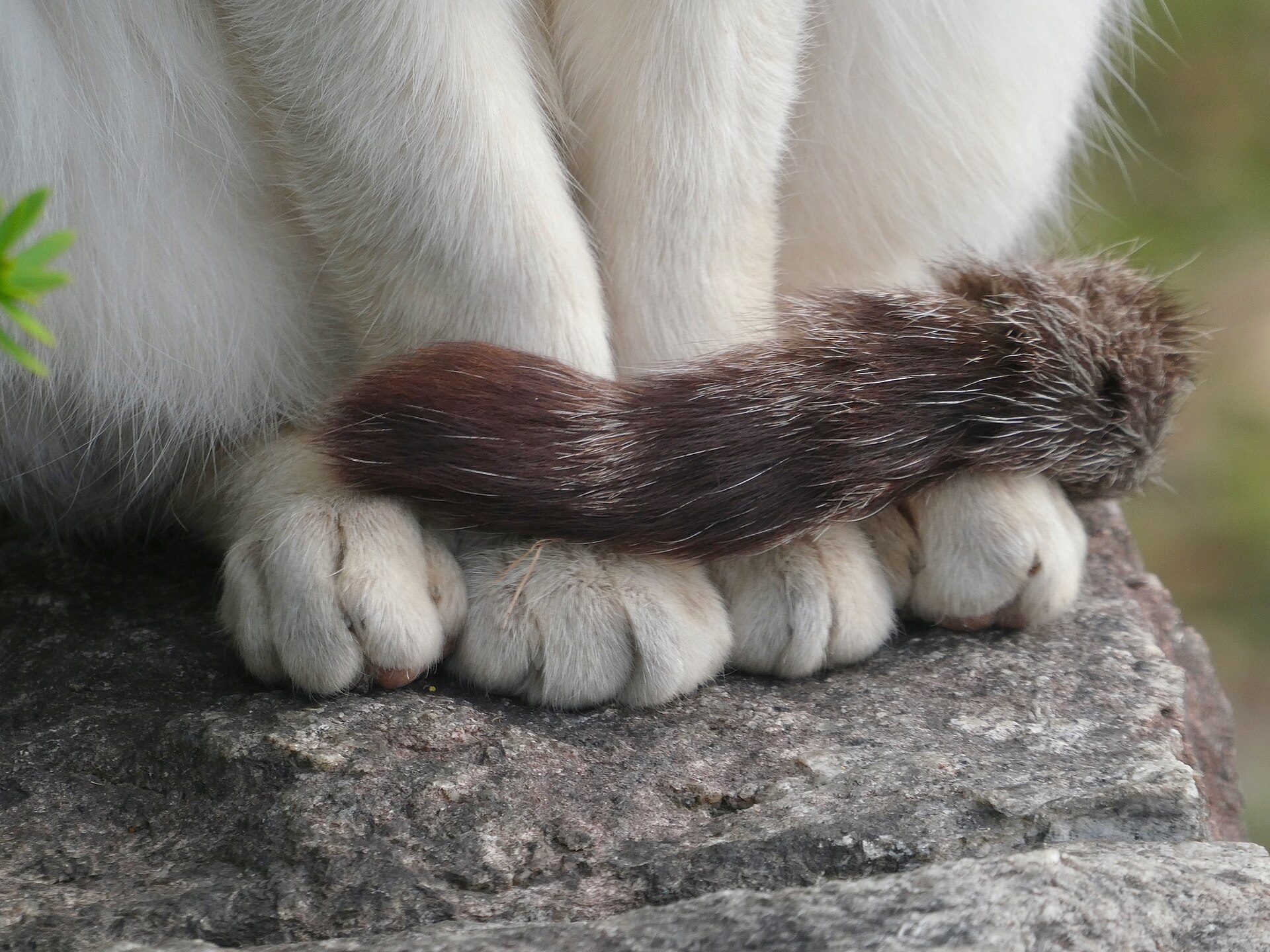 前足の上にしっぽをそっとのせて座る猫の足もと
