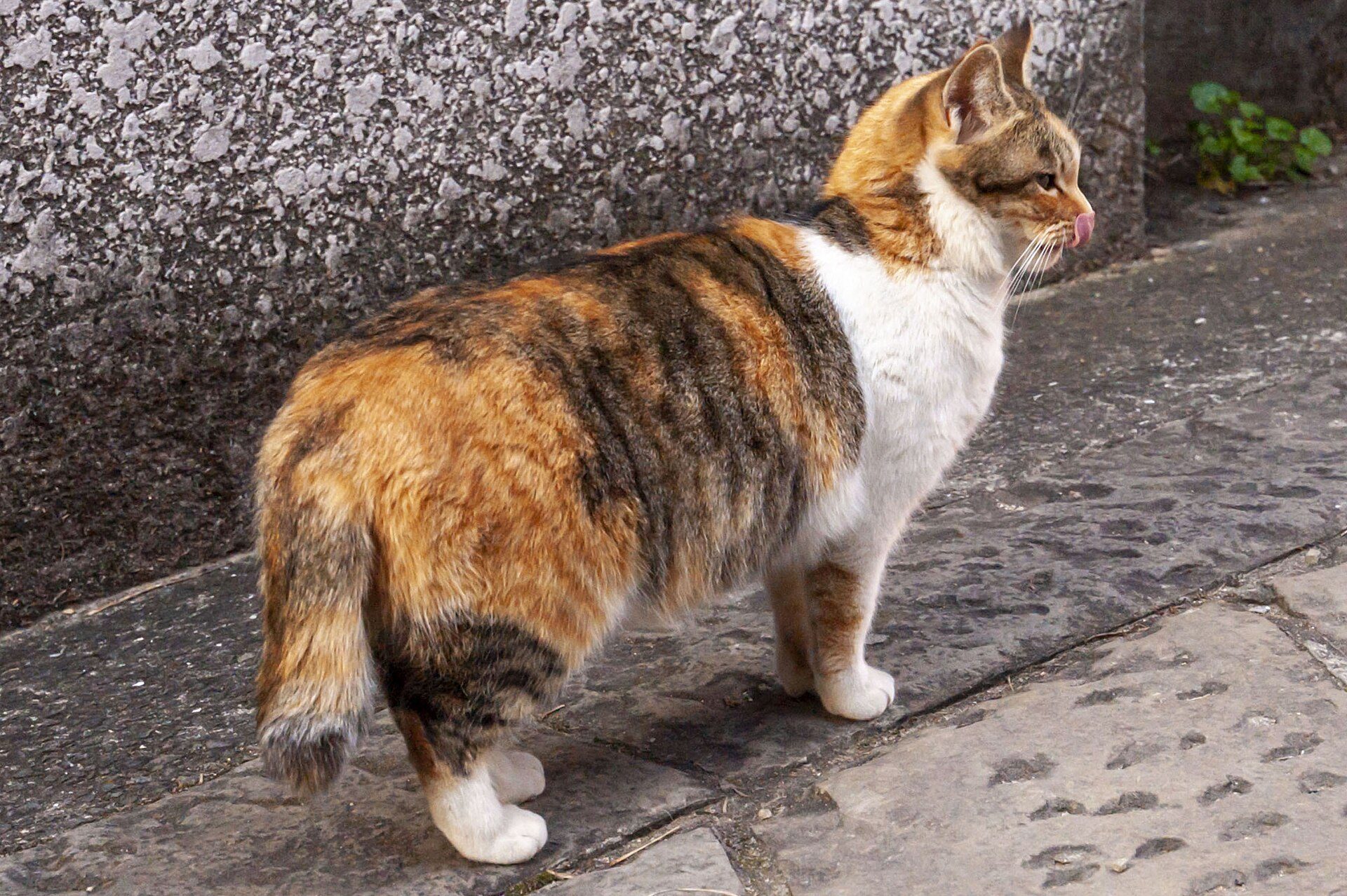 石だたみの道で立ち止まる、しっぽの短い三毛猫
