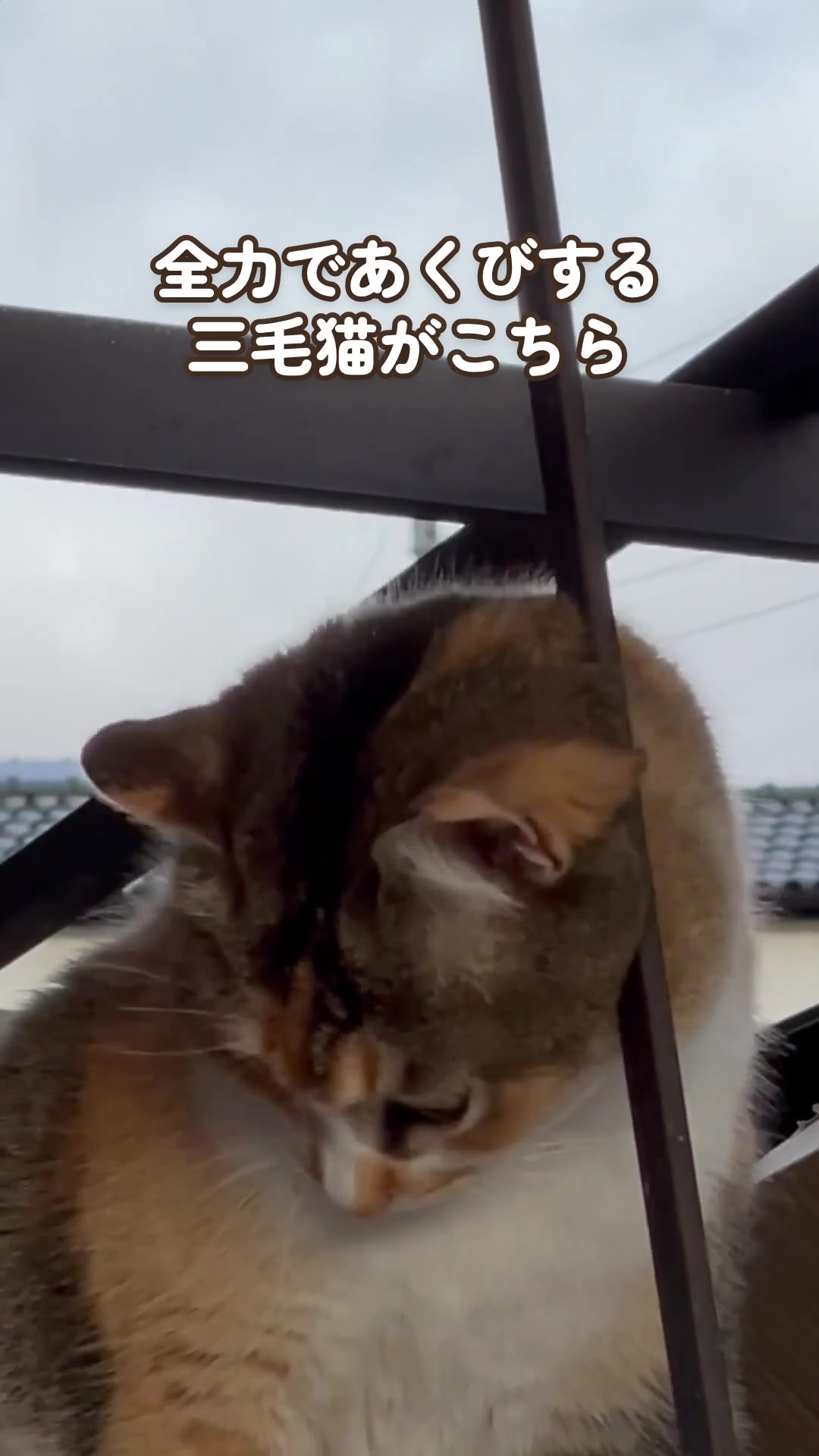 全力であくびする三毛猫がこちら