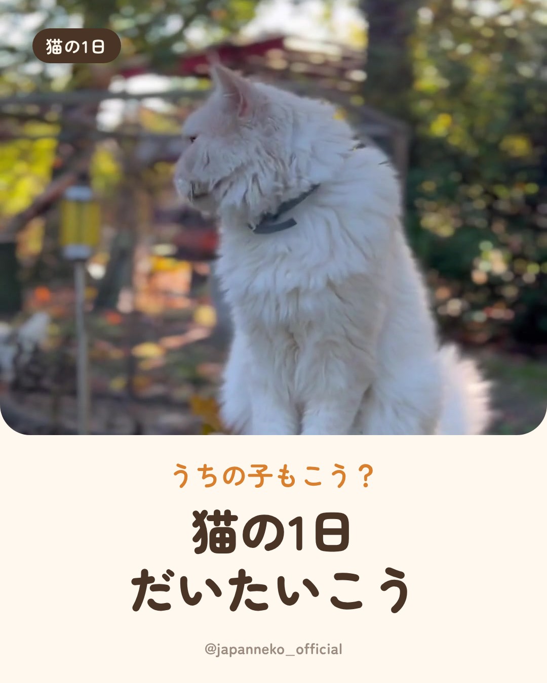 猫の1日、だいたいこう