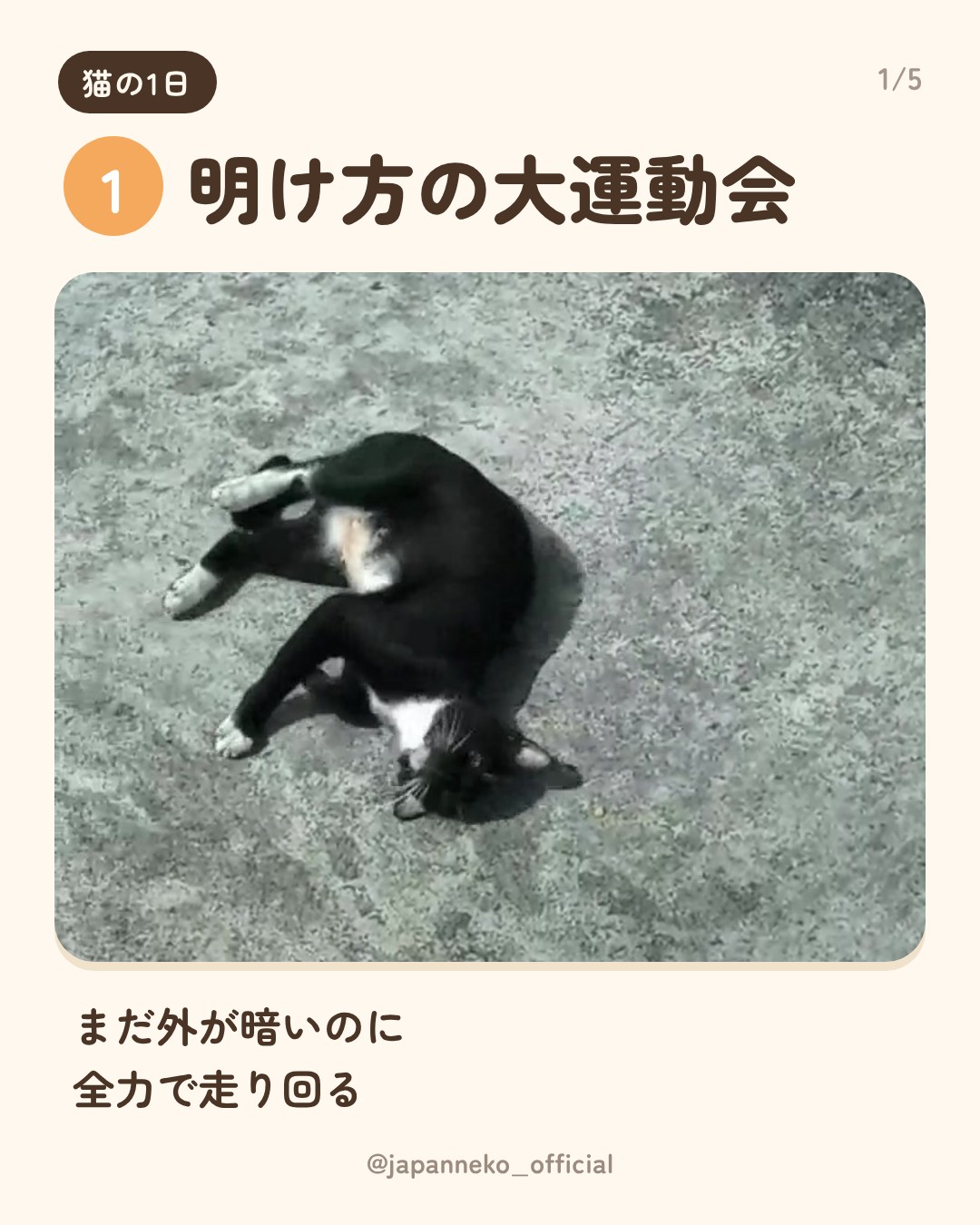 猫の1日、だいたいこう（2枚目）