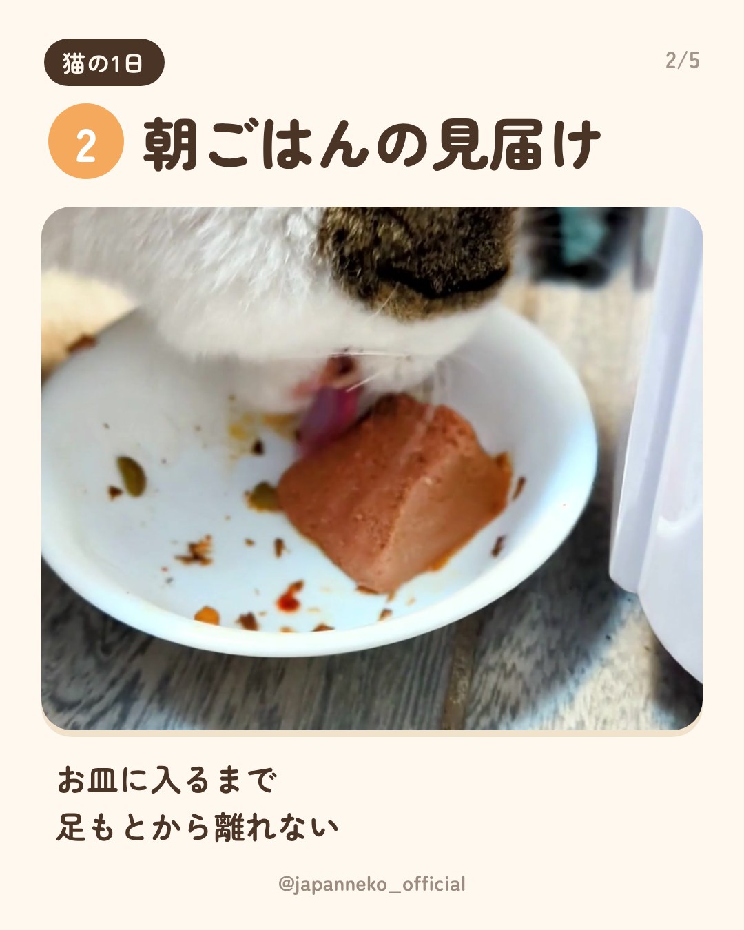 猫の1日、だいたいこう（3枚目）