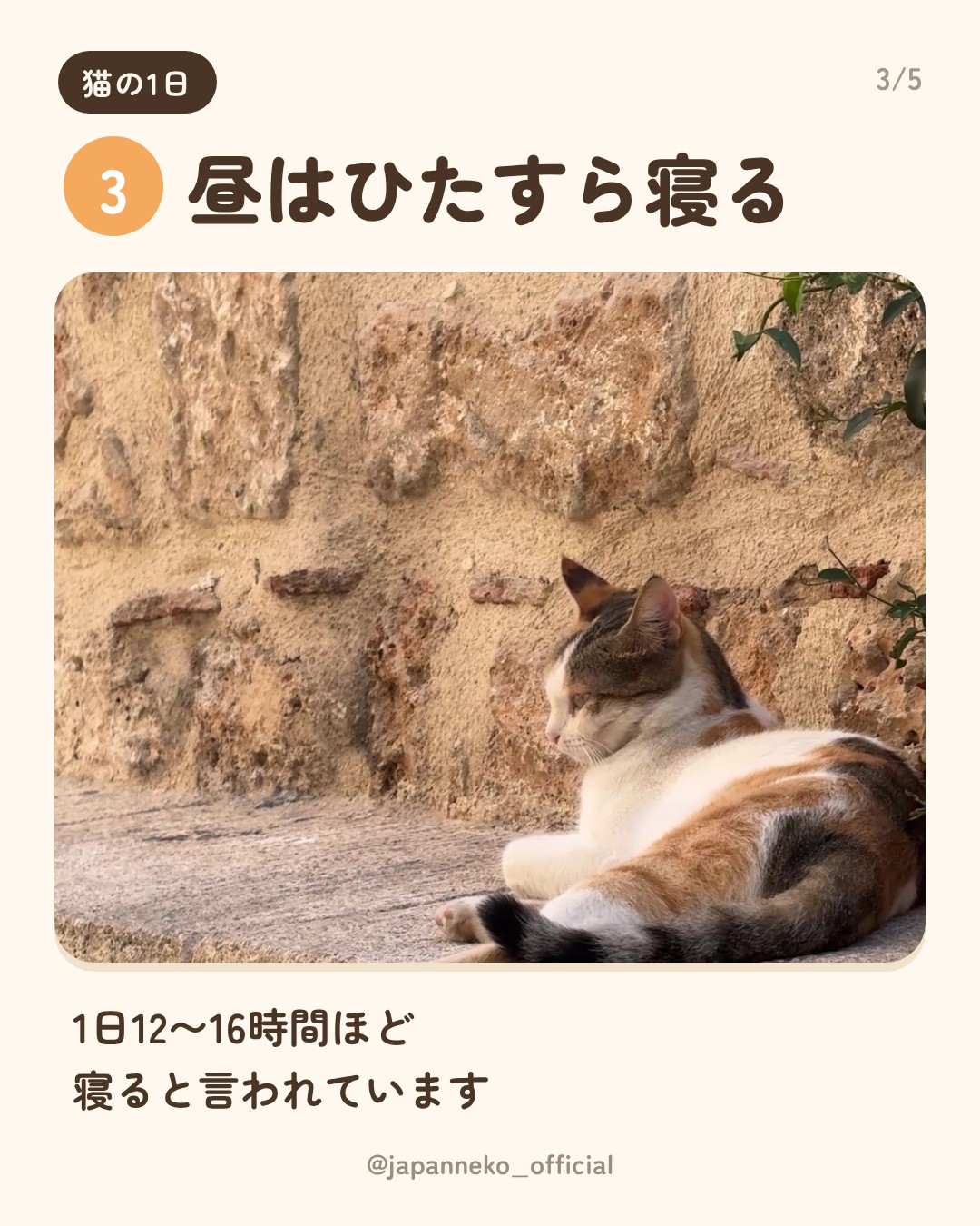 猫の1日、だいたいこう（4枚目）
