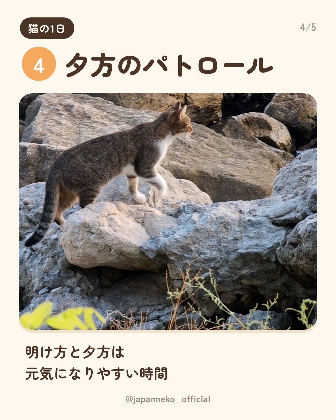 猫の1日、だいたいこう（5枚目）
