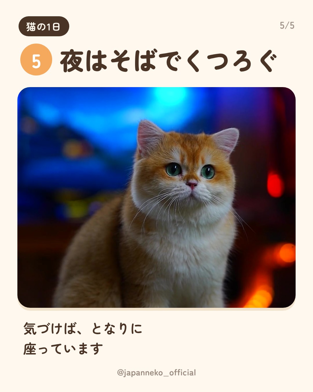 猫の1日、だいたいこう（6枚目）