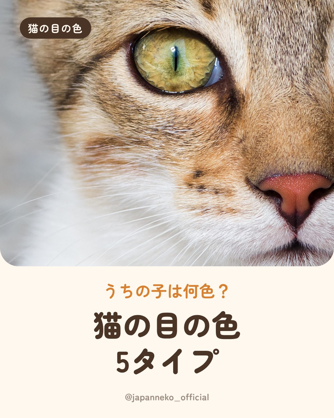 猫の目の色、うちの子は何色？