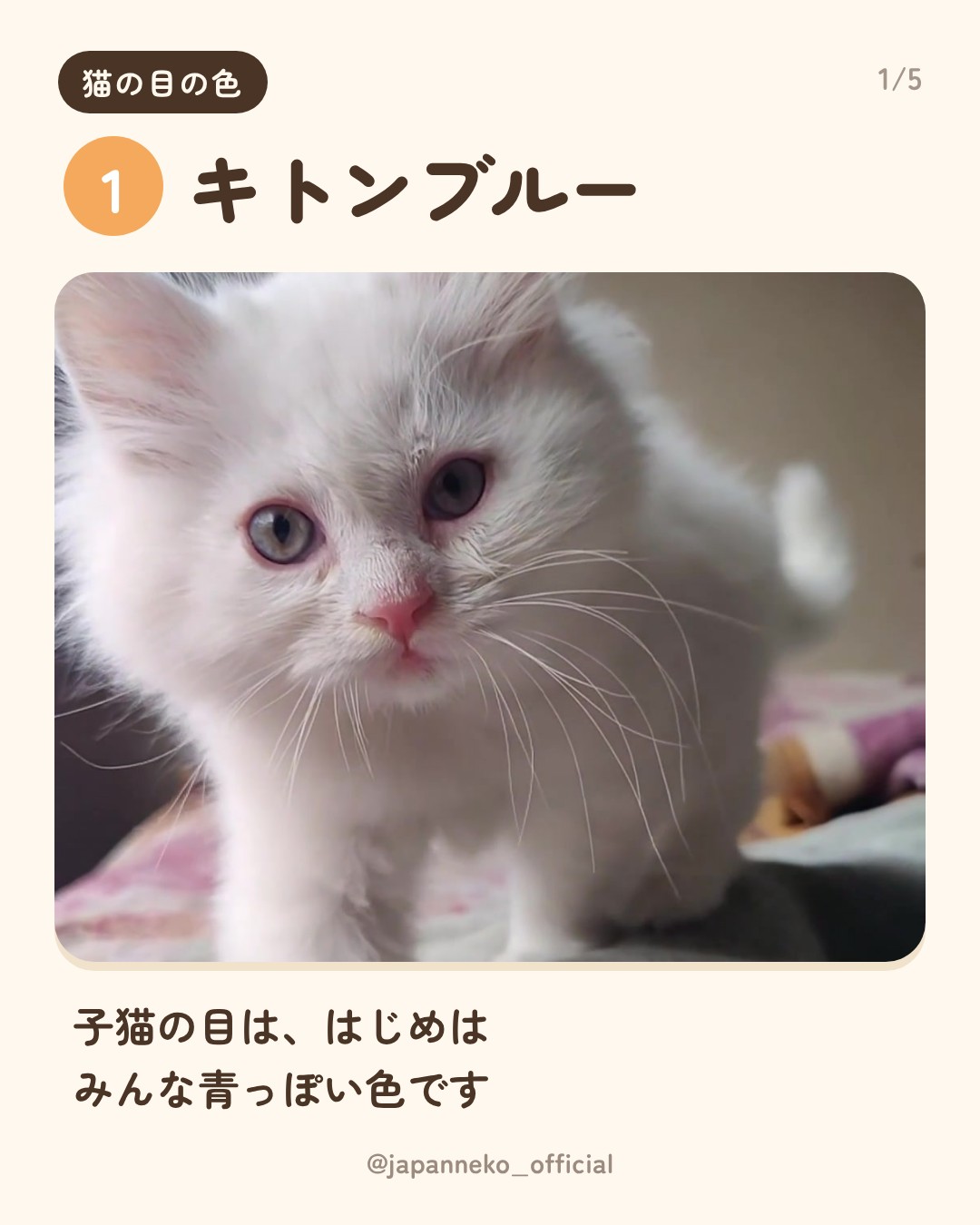 猫の目の色、うちの子は何色？（2枚目）