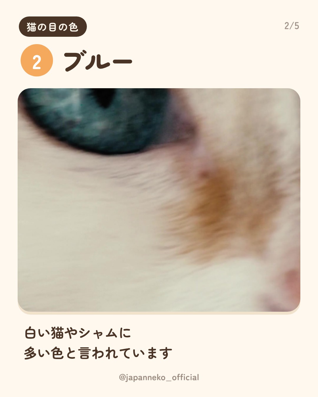 猫の目の色、うちの子は何色？（3枚目）