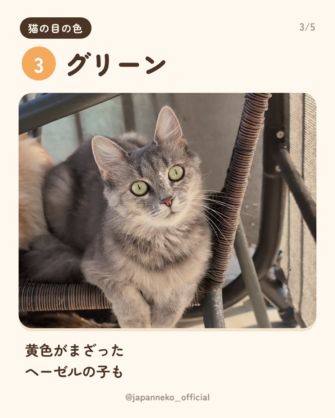 猫の目の色、うちの子は何色？（4枚目）