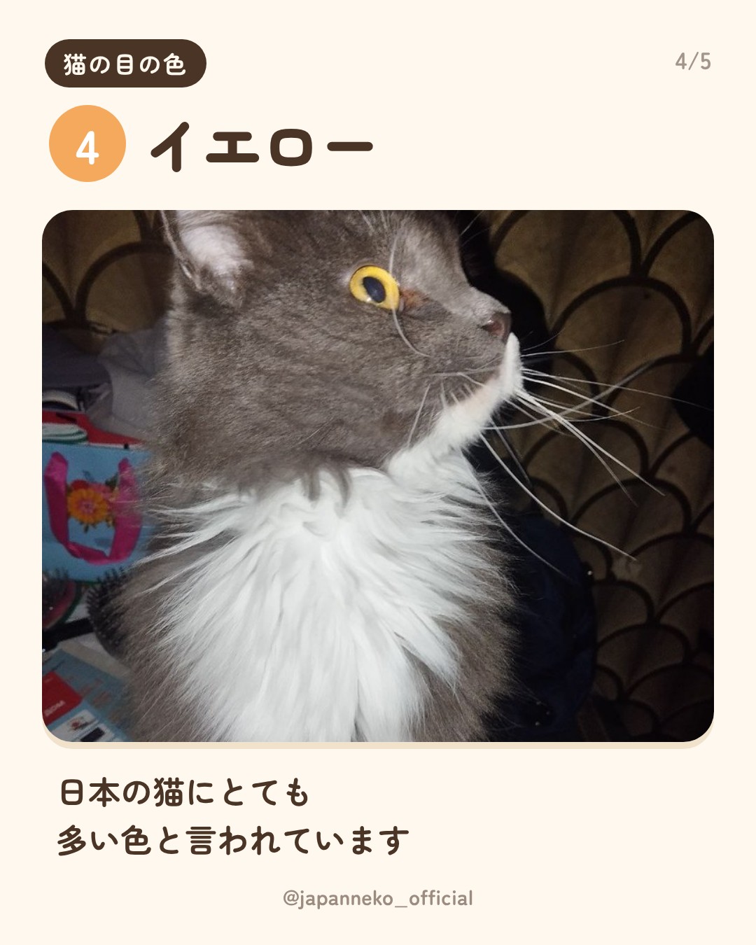 猫の目の色、うちの子は何色？（5枚目）