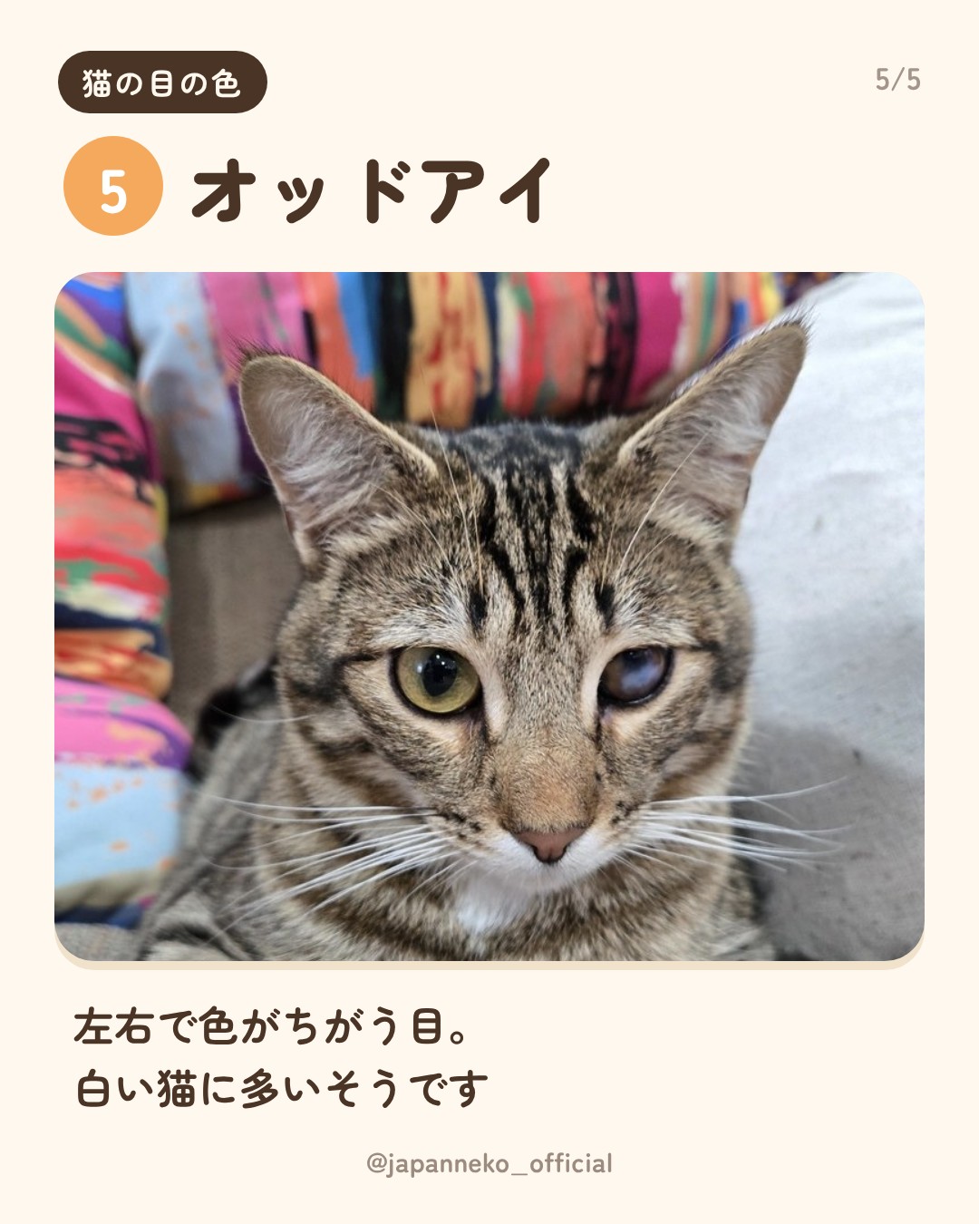 猫の目の色、うちの子は何色？（6枚目）