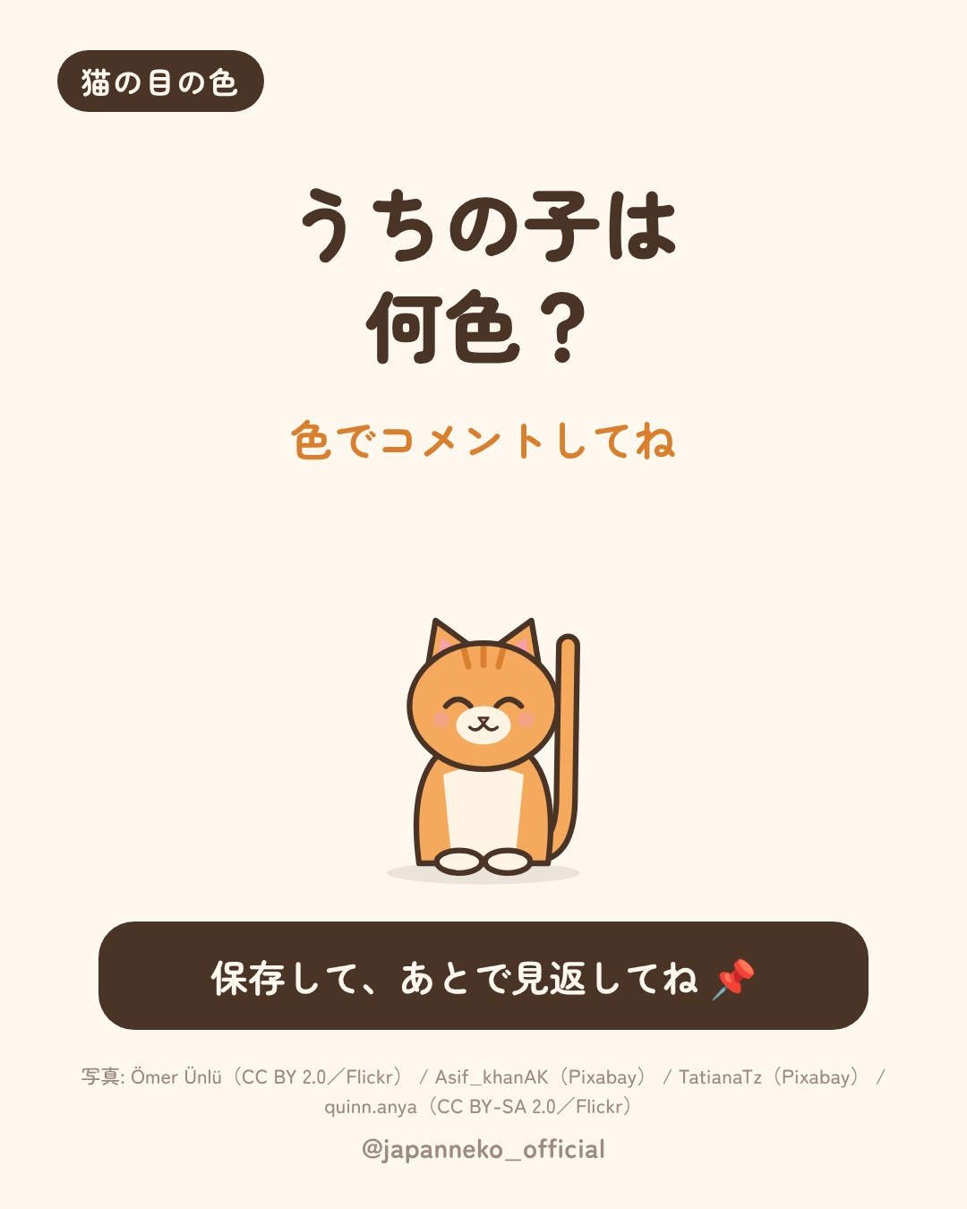猫の目の色、うちの子は何色？（7枚目）