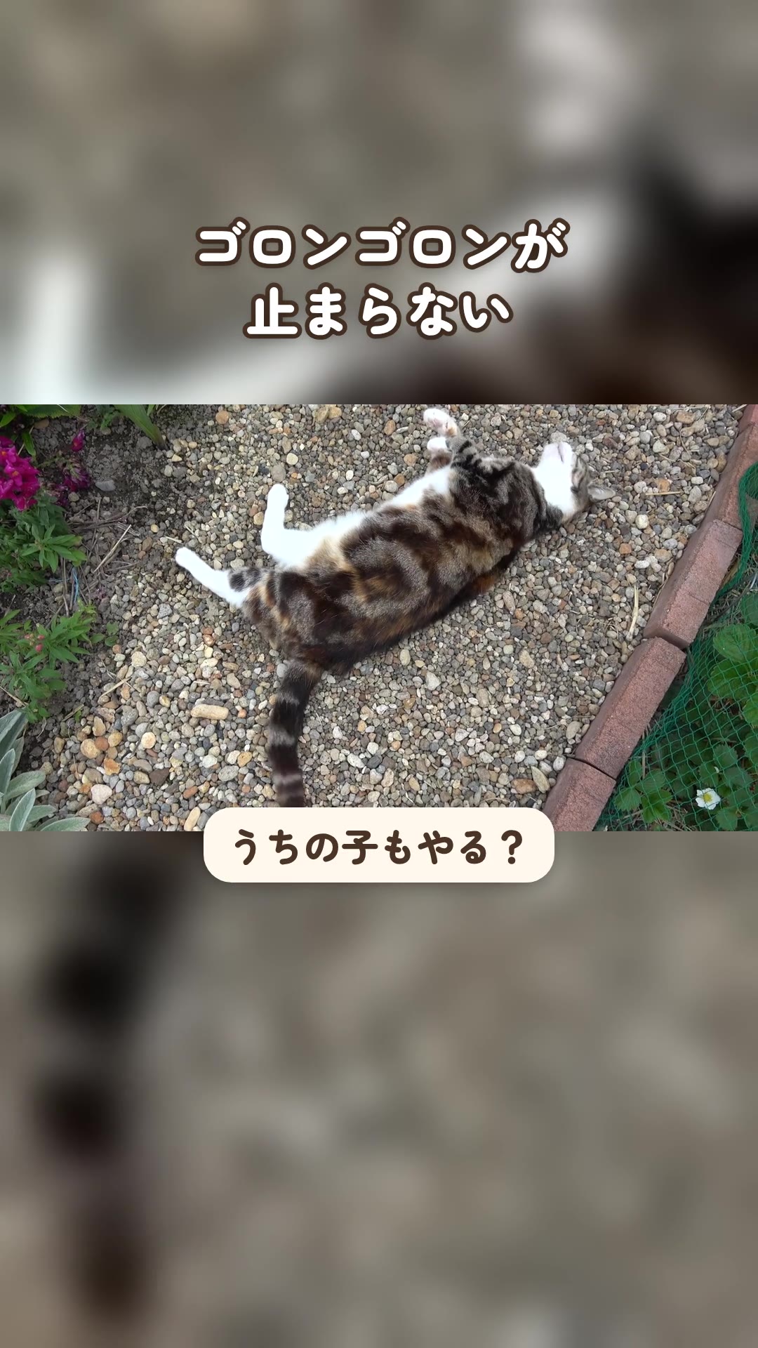 ゴロンゴロンが止まらない猫