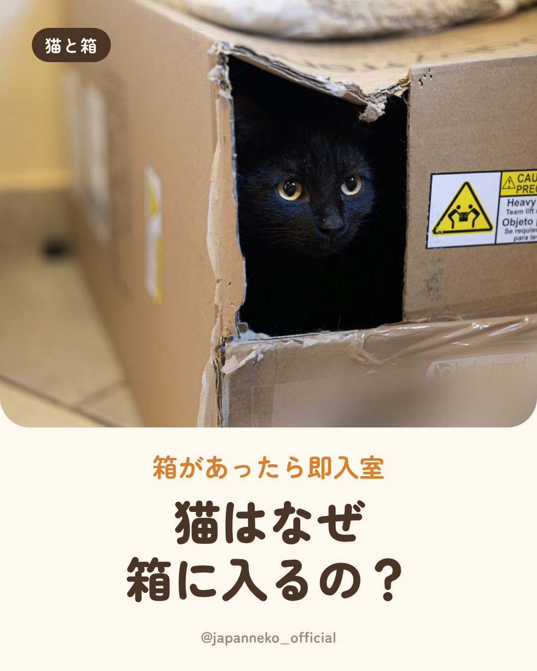 猫はなぜ箱に入りたがるの？