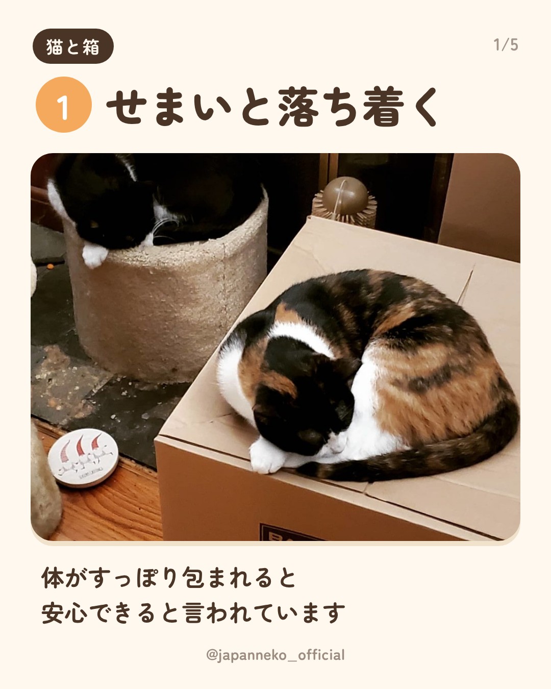 猫はなぜ箱に入りたがるの？（2枚目）