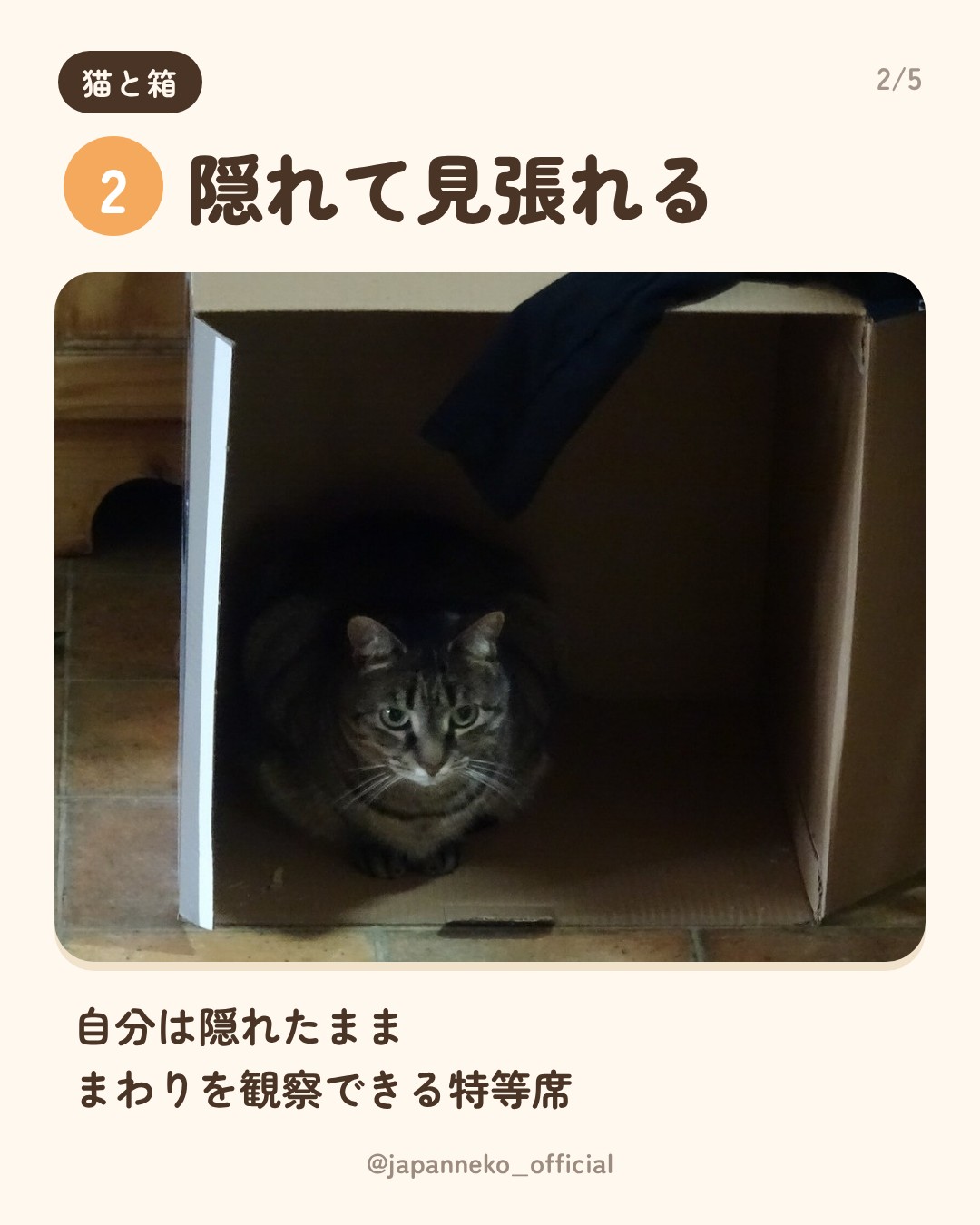 猫はなぜ箱に入りたがるの？（3枚目）