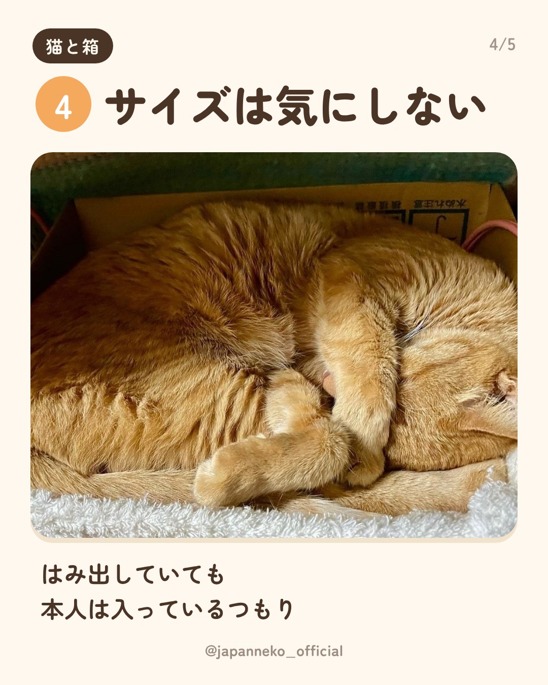 猫はなぜ箱に入りたがるの？（5枚目）