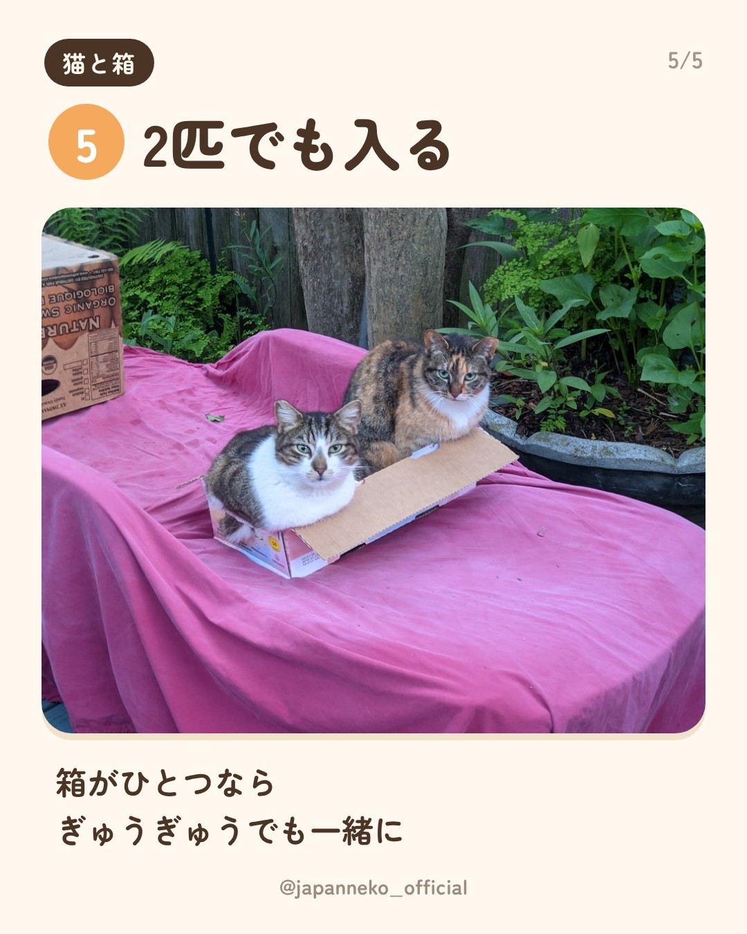 猫はなぜ箱に入りたがるの？（6枚目）