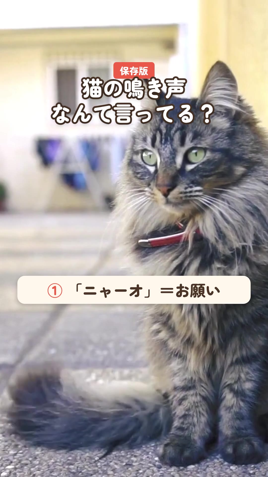 保存版：猫の鳴き声、なんて言ってる？