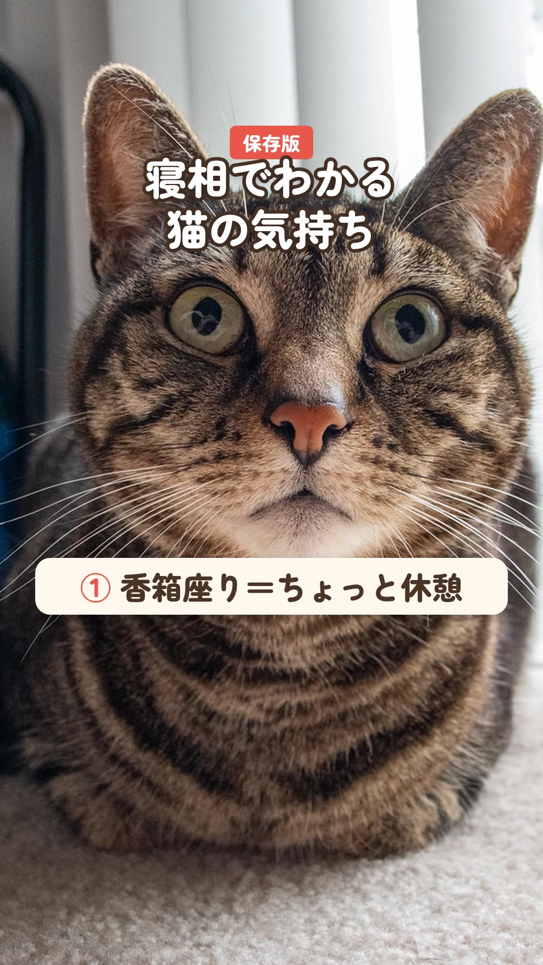 保存版：寝相でわかる猫の気持ち