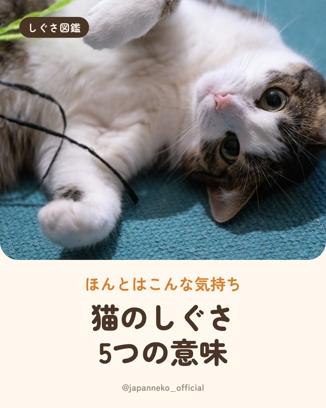 猫のしぐさの意味、いくつ知っていますか？