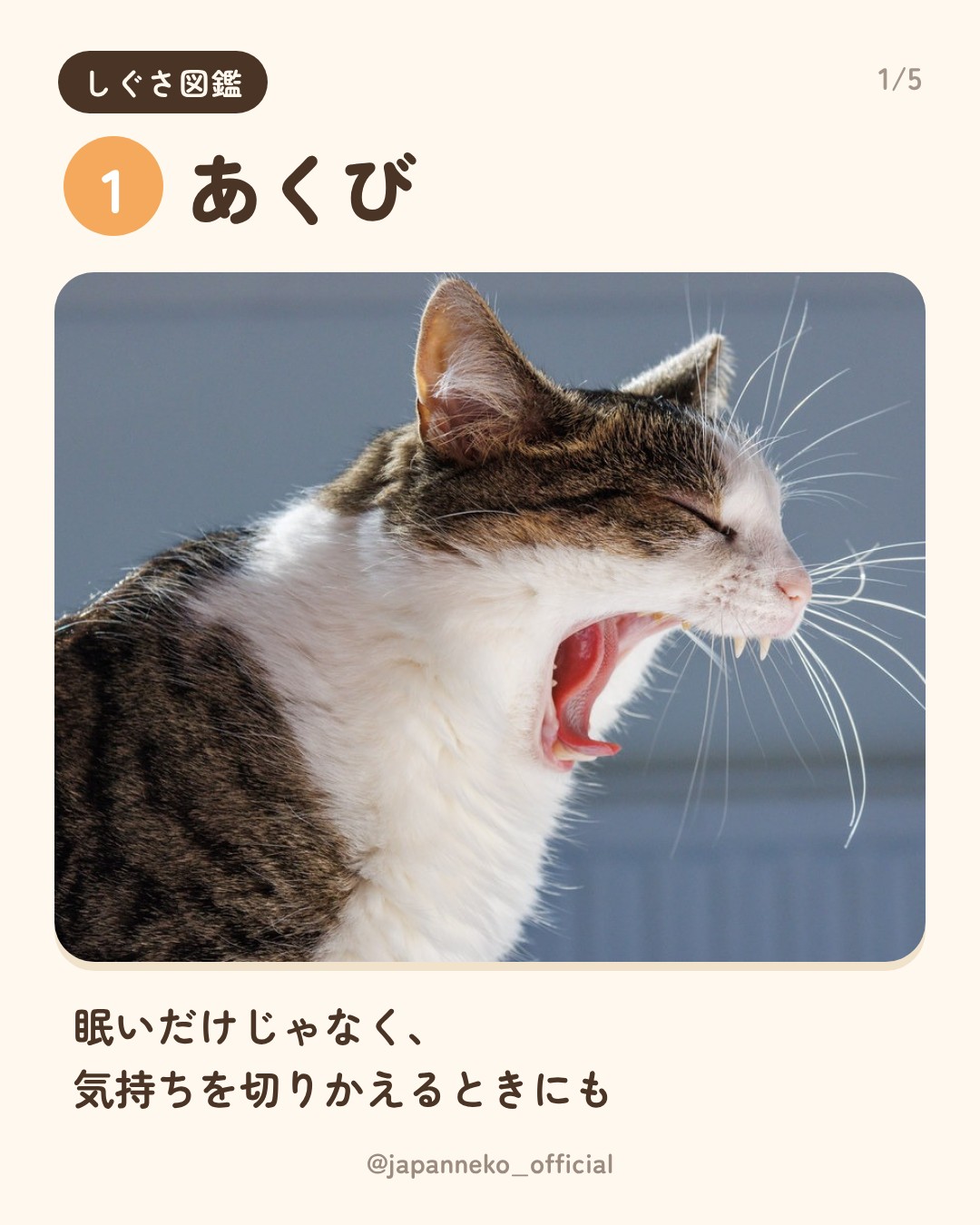 猫のしぐさの意味、いくつ知っていますか？（2枚目）