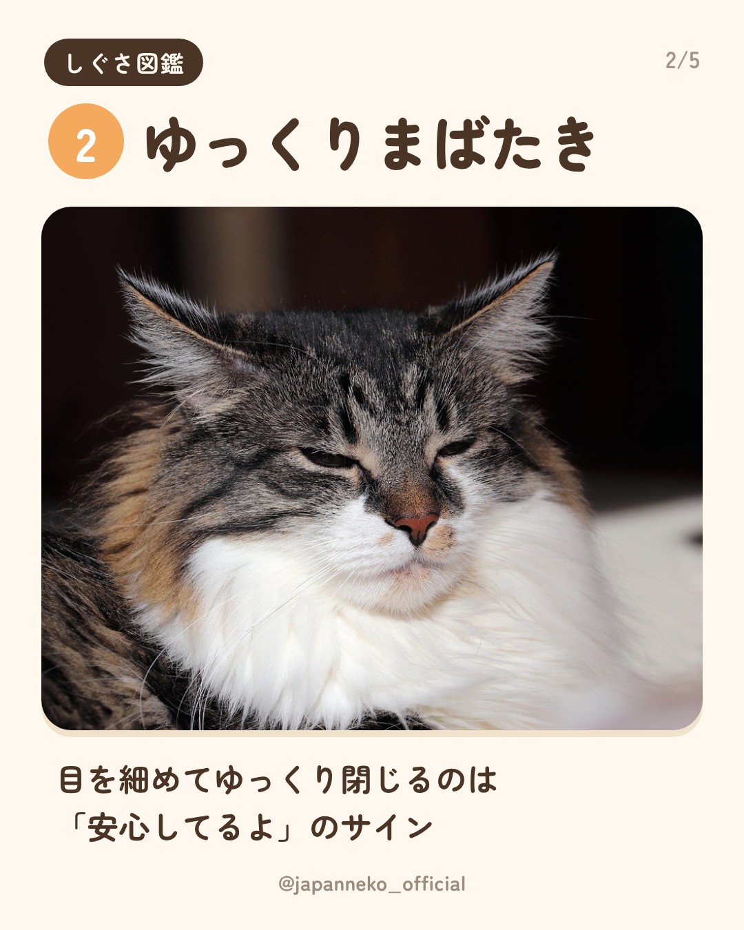 猫のしぐさの意味、いくつ知っていますか？（3枚目）