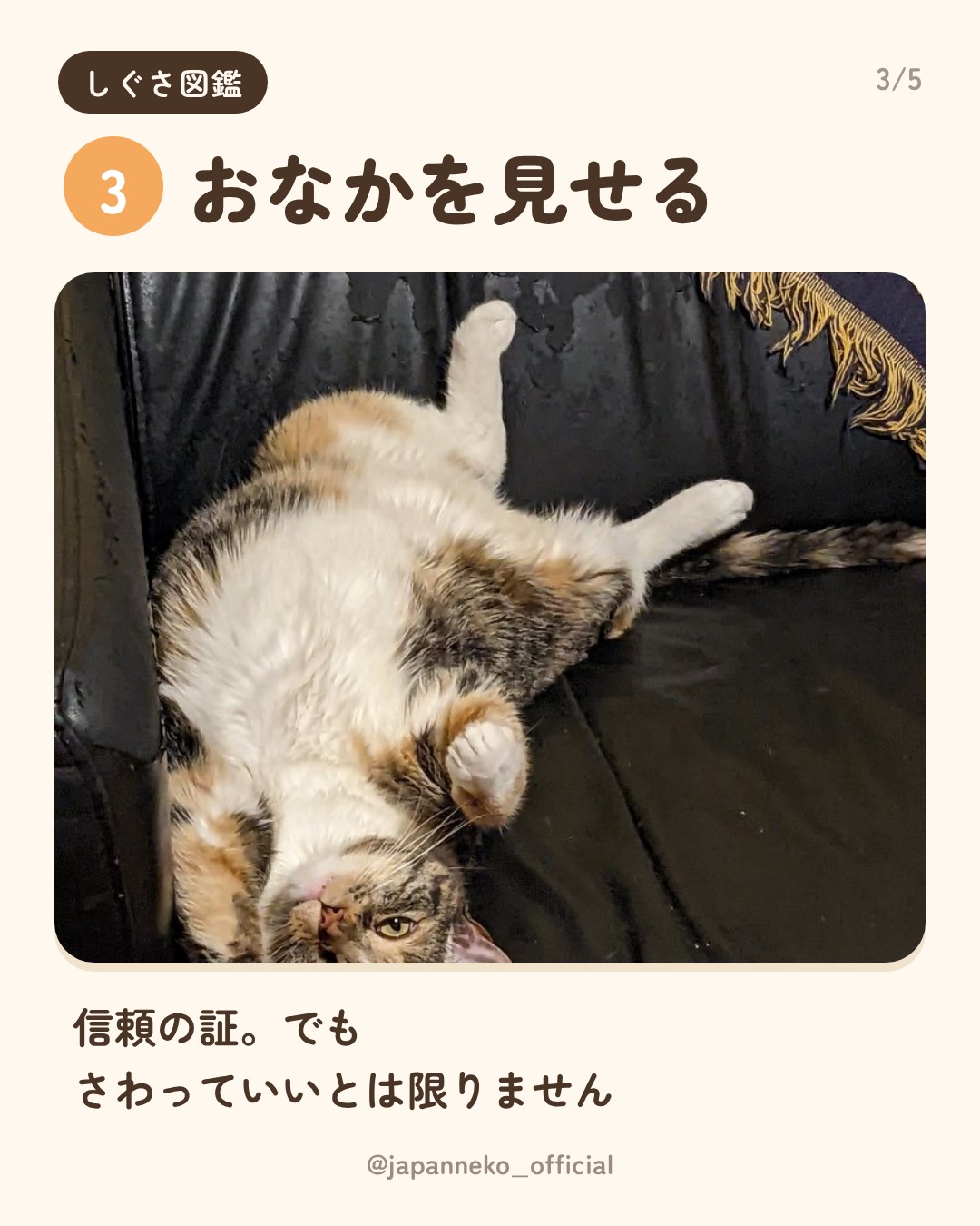 猫のしぐさの意味、いくつ知っていますか？（4枚目）