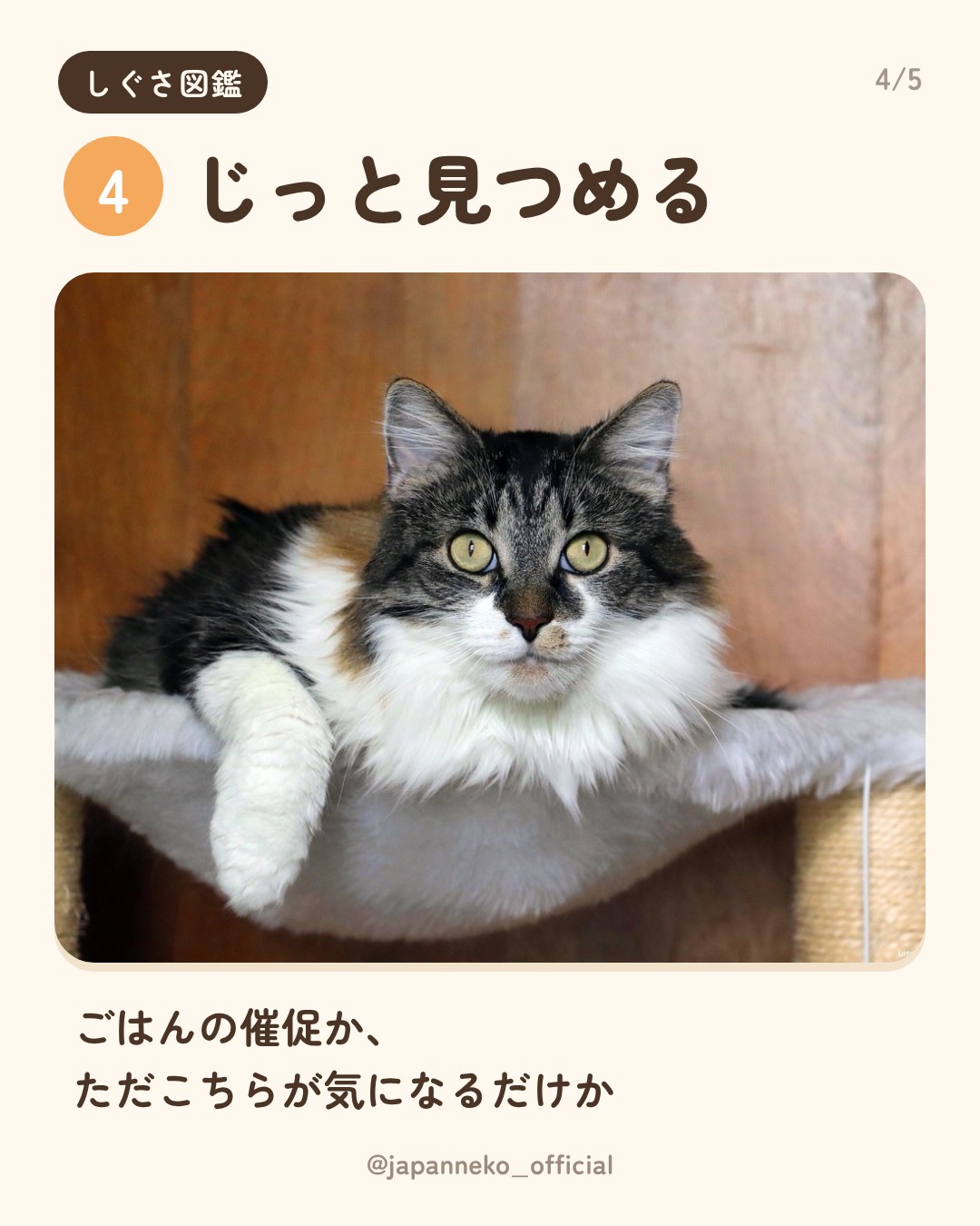猫のしぐさの意味、いくつ知っていますか？（5枚目）
