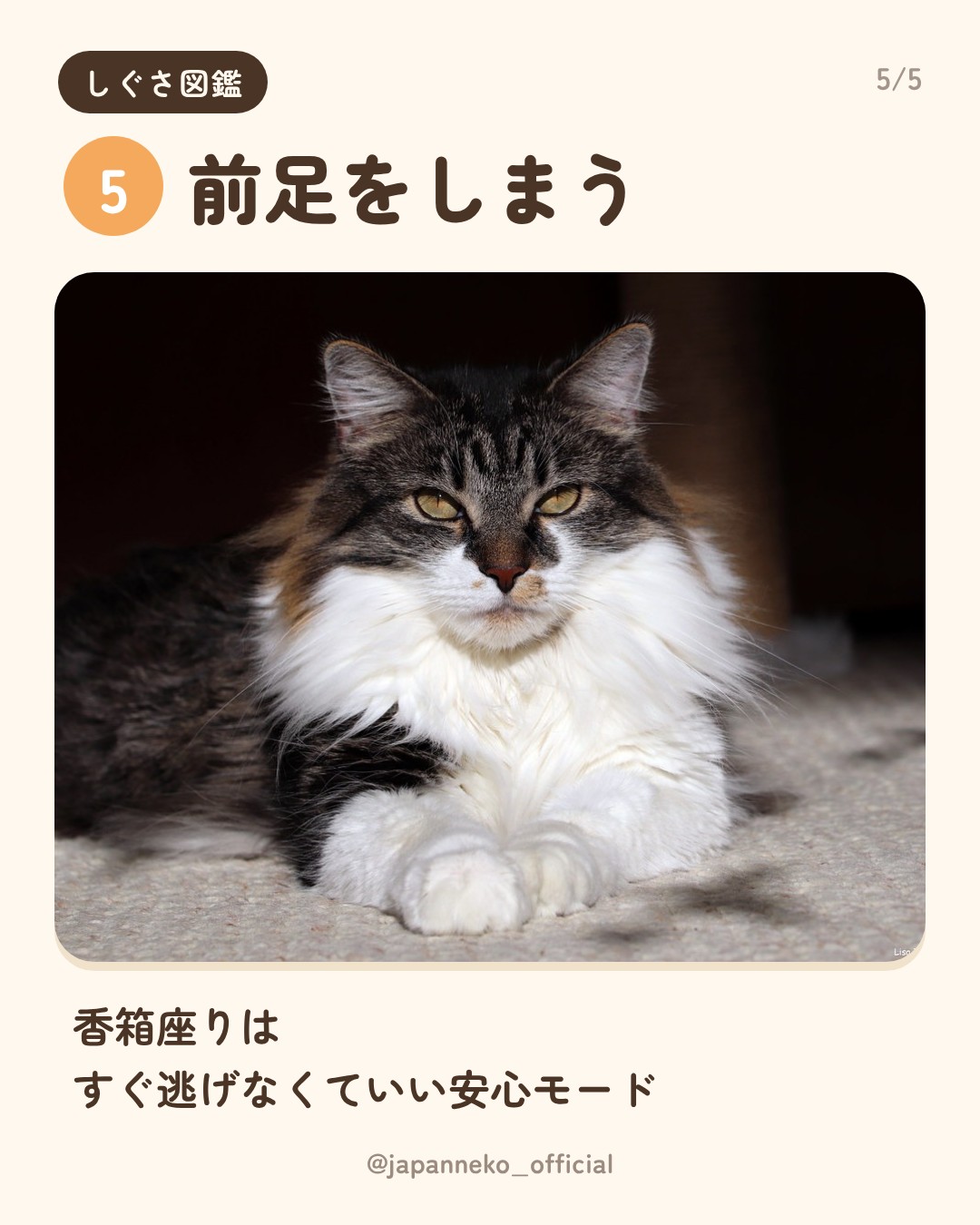 猫のしぐさの意味、いくつ知っていますか？（6枚目）