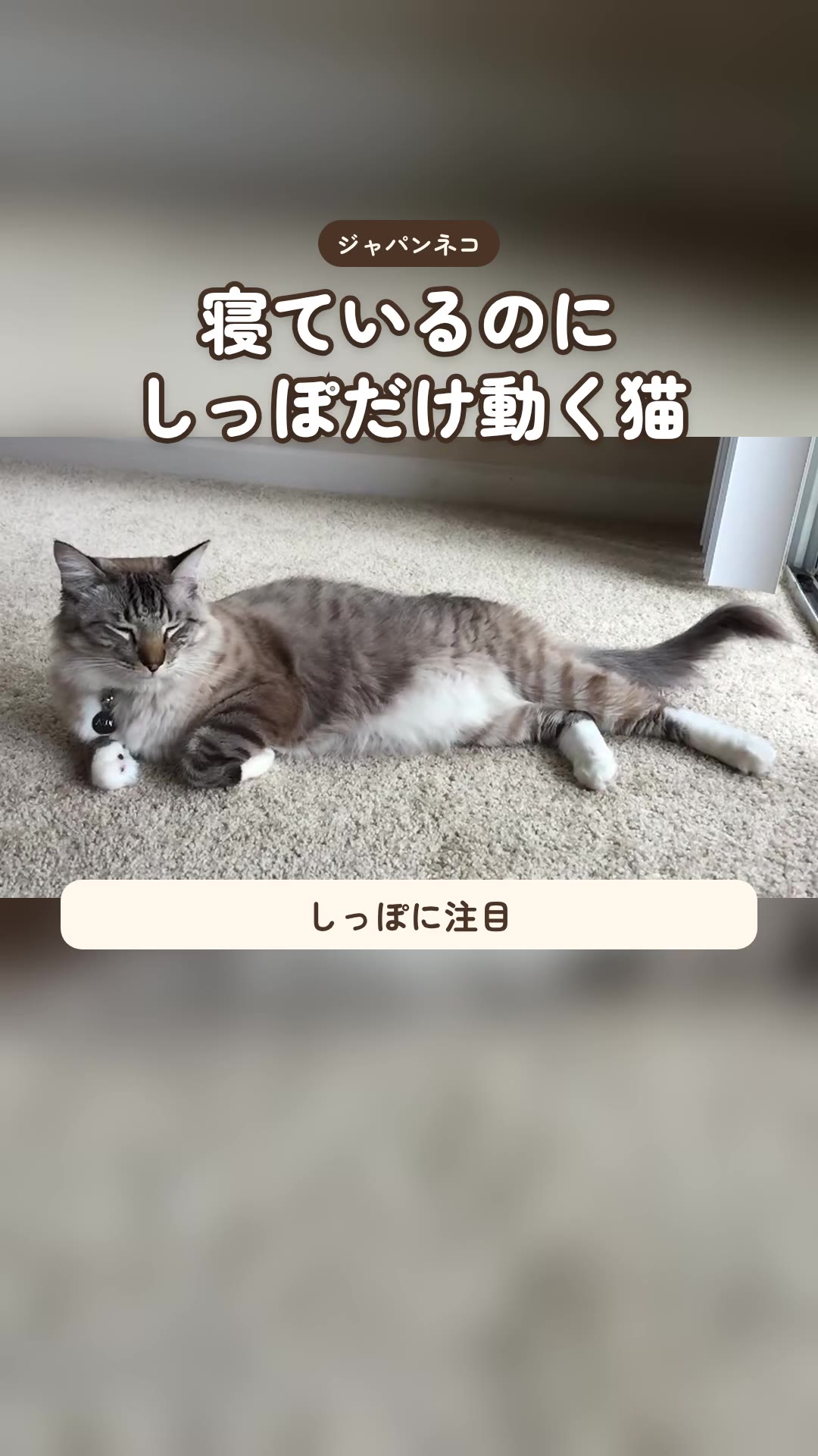 猫が寝ているのに、しっぽだけパタパタ動いていること、ありませんか？