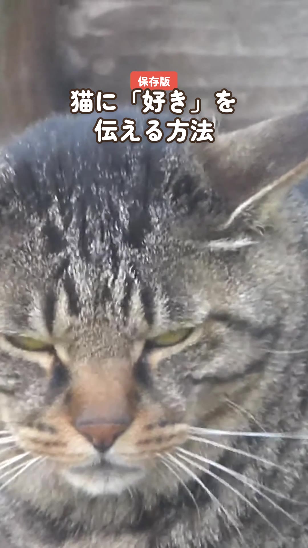 猫に「好き」を伝える方法4つ