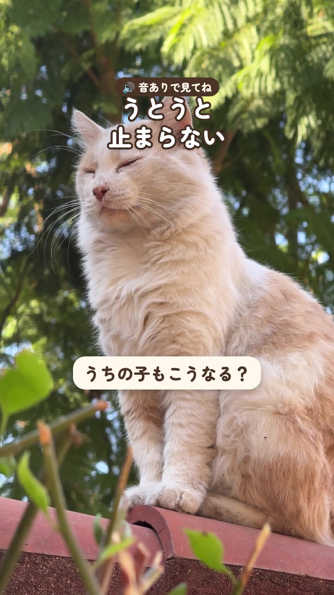 うとうとが止まらない猫がこちら（1枚目）