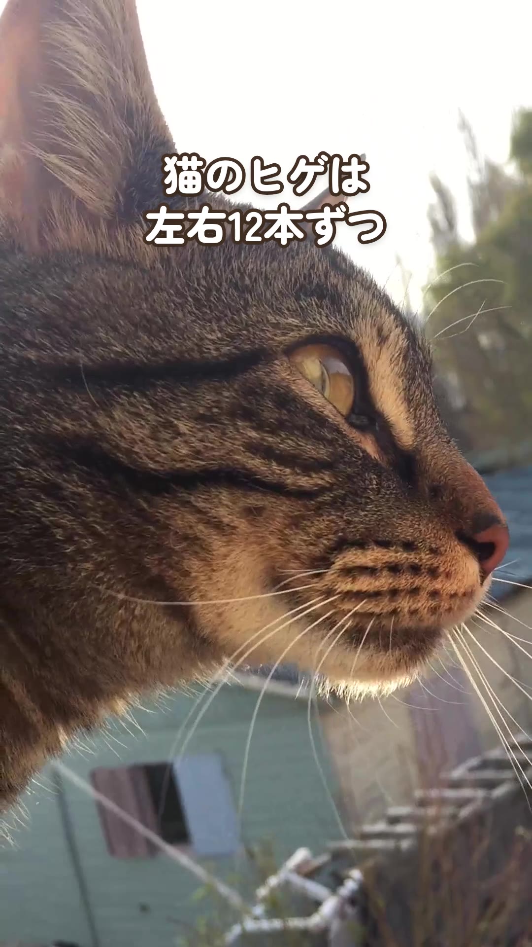 猫のヒゲは、左右12本ずつくらいと言われています（1枚目）