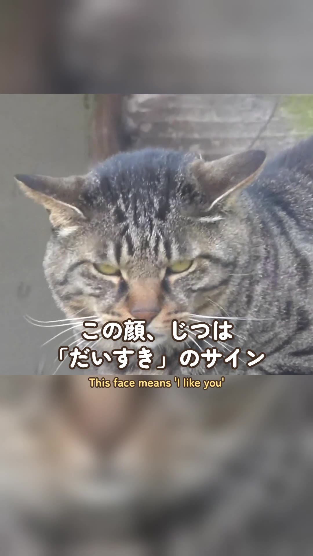猫がゆっくりまばたきをしたら、それは「安心してるよ」「好きだよ」のサインと言われています